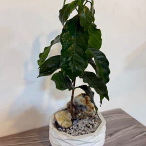 🌿 CAFÉ ARÁBIGO DECORATIVO ☕