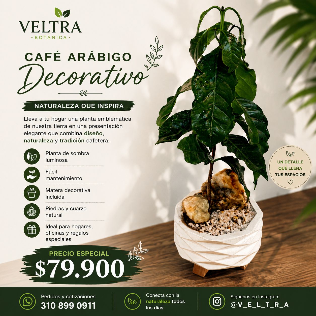 🌿 CAFÉ ARÁBIGO DECORATIVO ☕ - Image 2