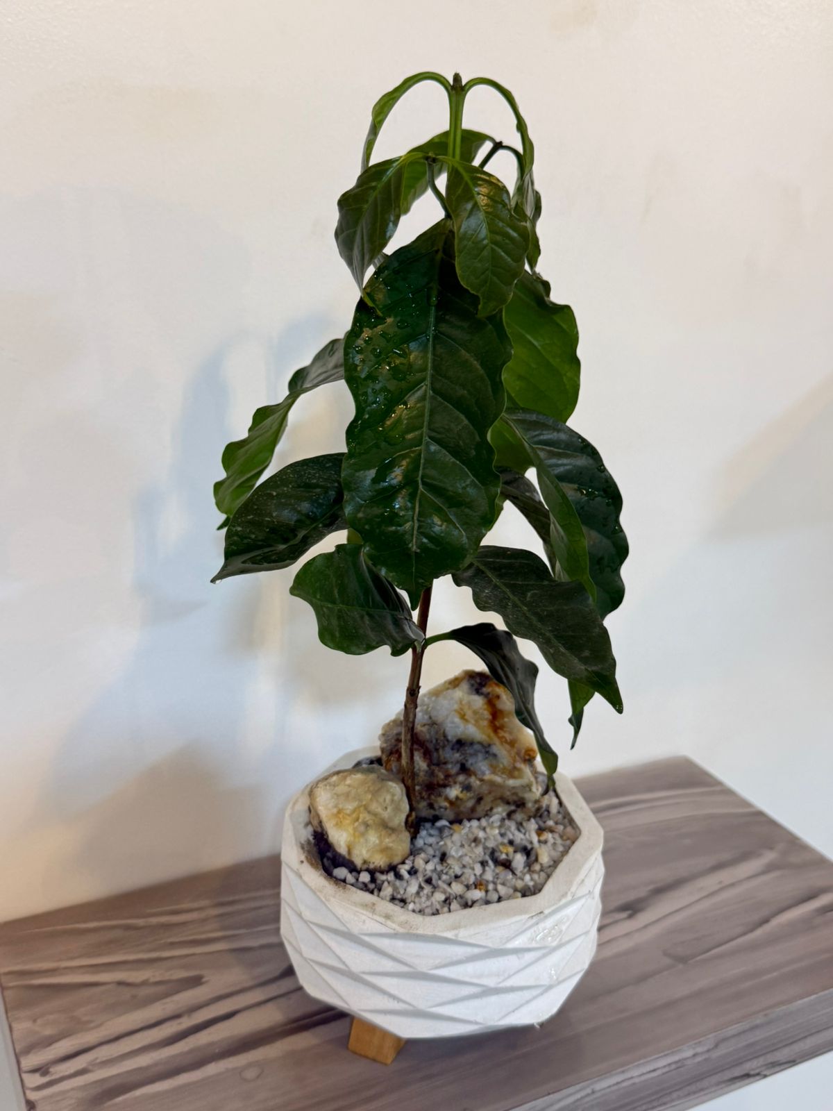 🌿 CAFÉ ARÁBIGO DECORATIVO ☕