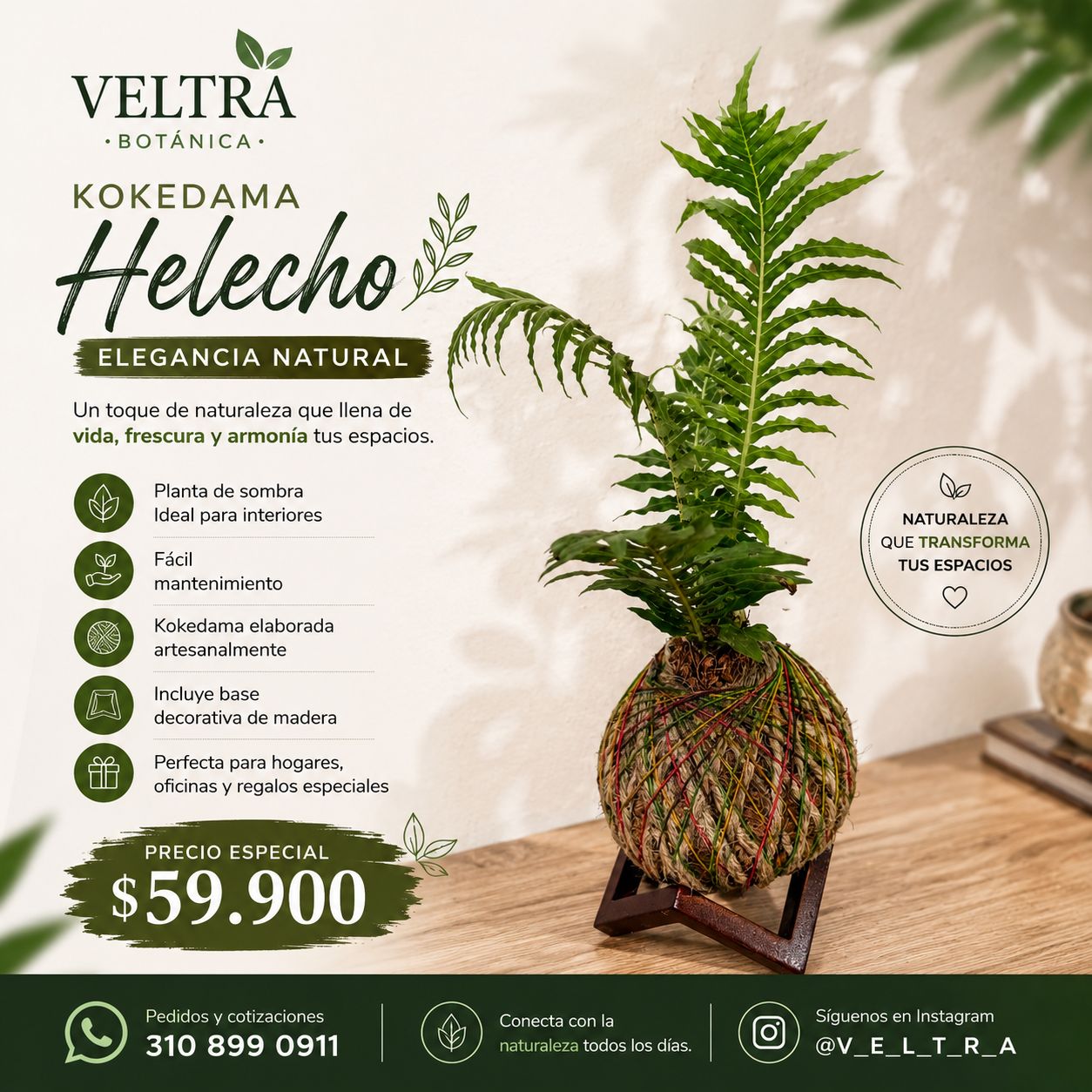 🌿 KOKEDAMA HELECHO 🌿 - Image 2