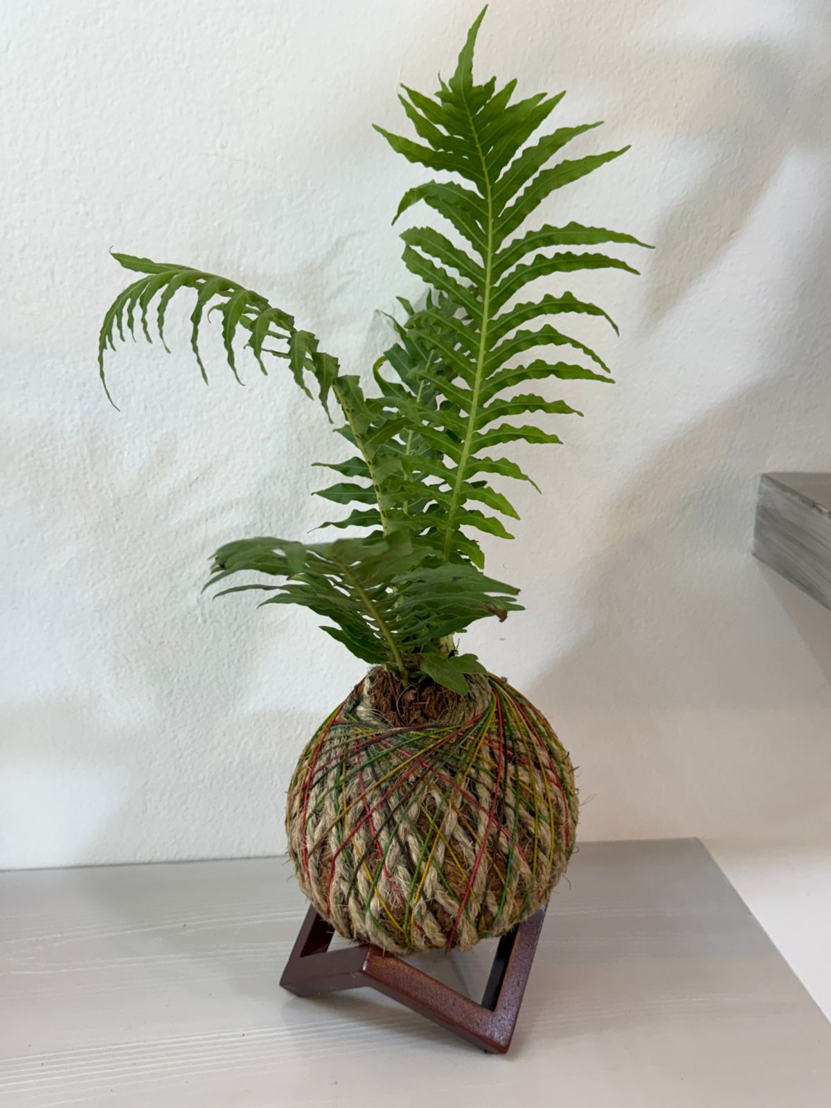 🌿 KOKEDAMA HELECHO 🌿