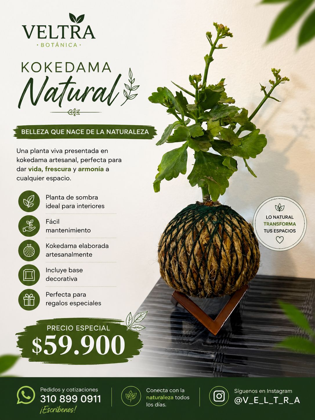 🌿 KOKEDAMA KALANCHOE 🌿 - Image 2