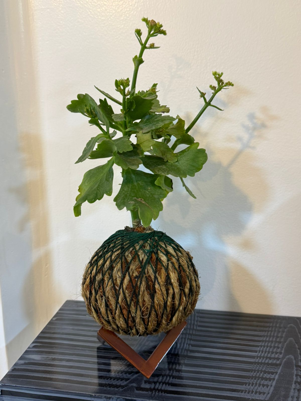 🌿 KOKEDAMA KALANCHOE 🌿