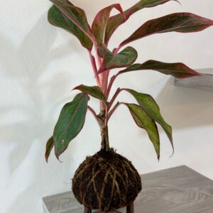 🌿 KOKEDAMA AGLAONEMA ROJA 🌿
