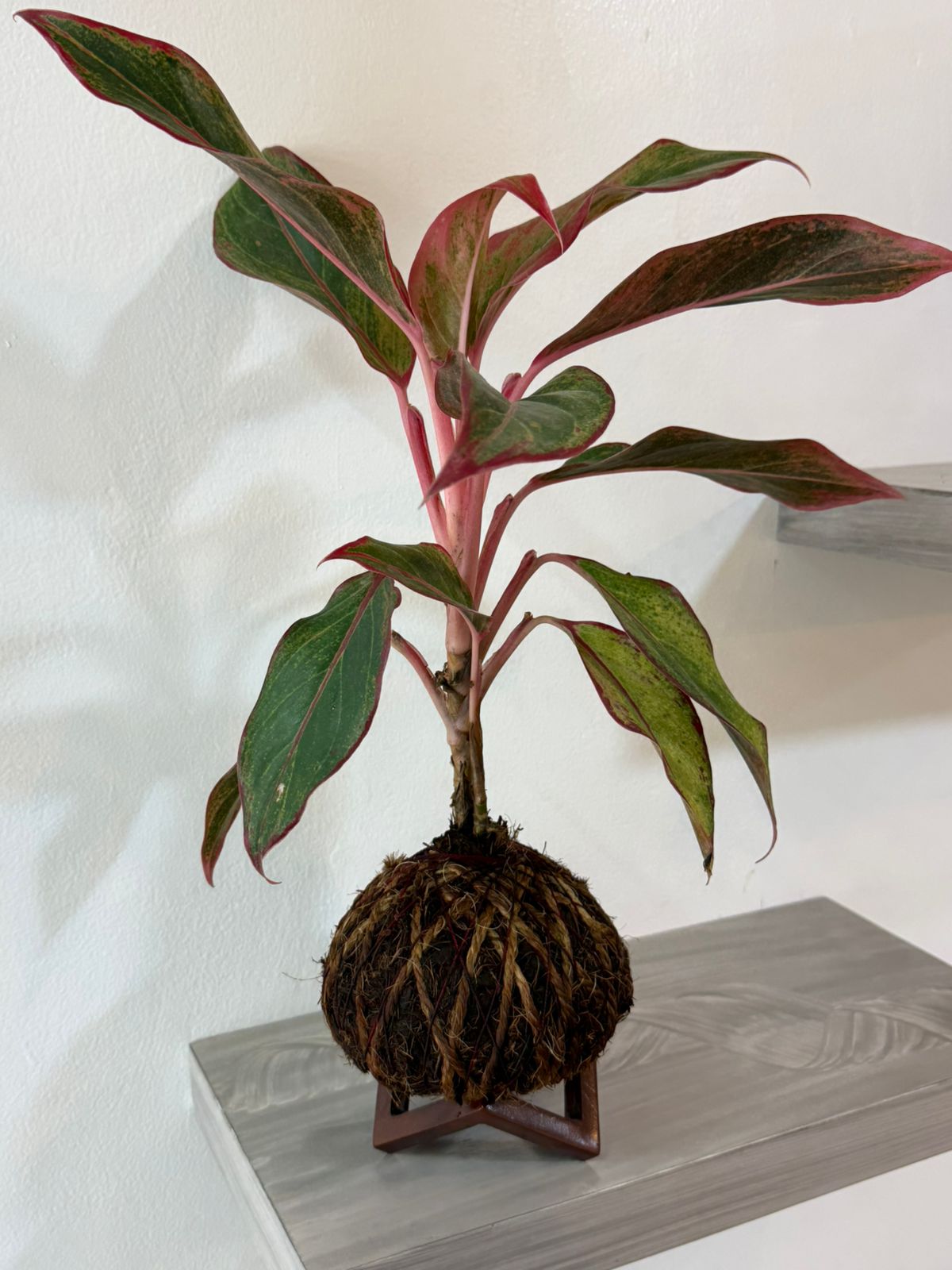 🌿 KOKEDAMA AGLAONEMA ROJA 🌿
