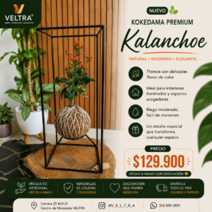 🌿 KOKEDAMA PREMIUM Kalanchoe 🌿