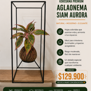 🌿 KOKEDAMA PREMIUM Aglaonema Siam Aurora 🌿