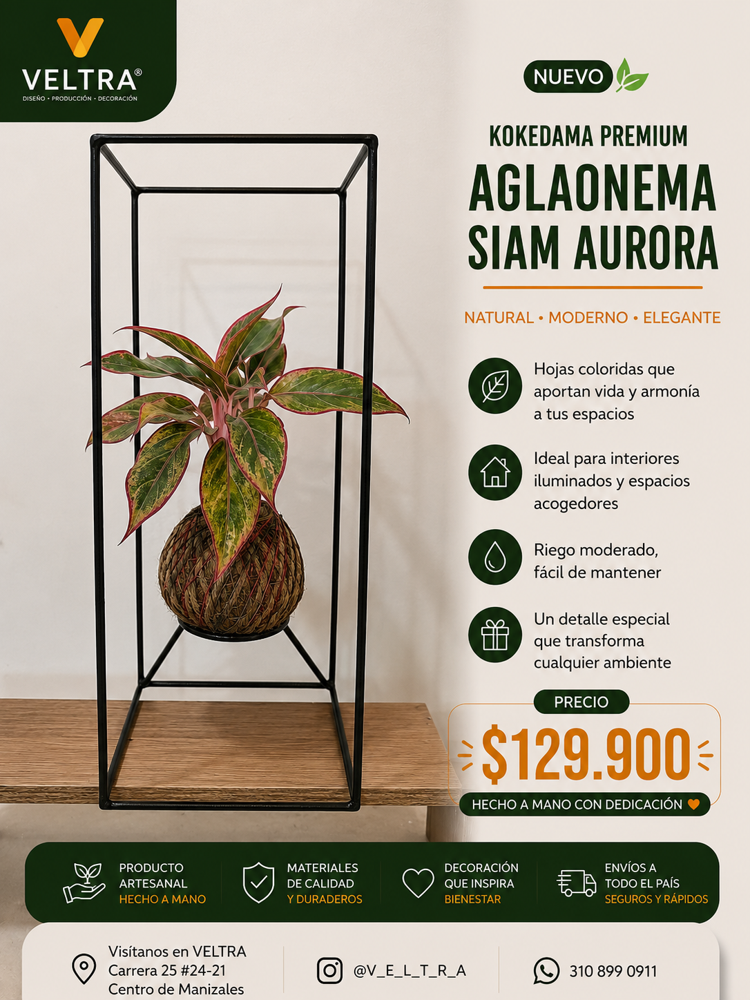 🌿 KOKEDAMA PREMIUM Aglaonema Siam Aurora 🌿