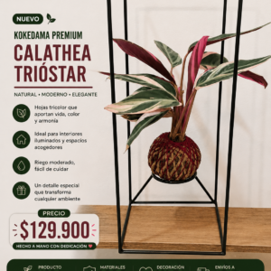 🌿 KOKEDAMA PREMIUM Calathea Trióstar 🌿