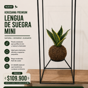 🌿 KOKEDAMA PREMIUM Lengua De Suegra Mini 🌿