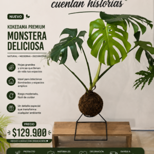 🌿 KOKEDAMA PREMIUM Monstera Deliciosa 🌿