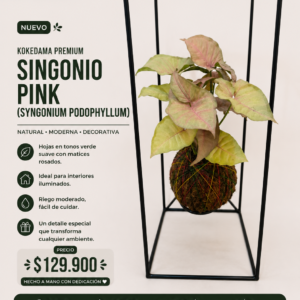 🌿 KOKEDAMA PREMIUM Singonio Pink (Syngonium podophyllum) 🌿