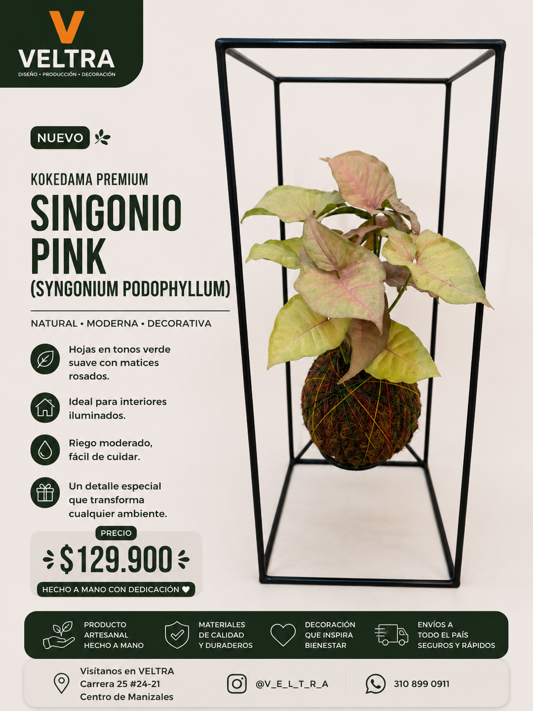 🌿 KOKEDAMA PREMIUM Singonio Pink (Syngonium podophyllum) 🌿