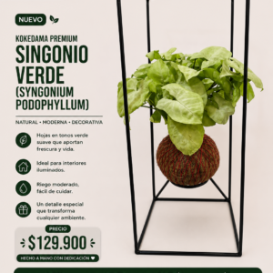 🌿 KOKEDAMA PREMIUM Singonio Verde (Syngonium podophyllum) 🌿