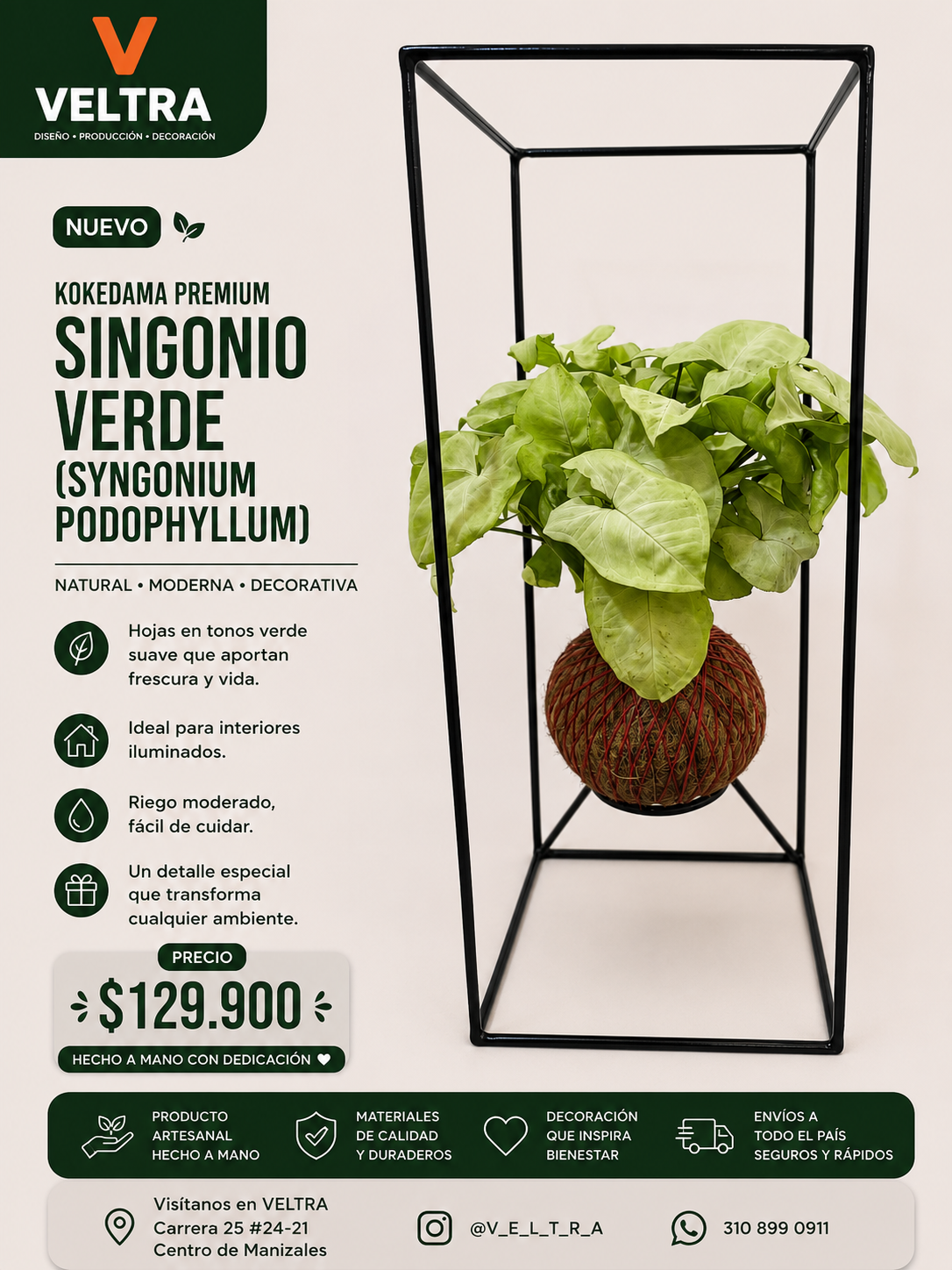 🌿 KOKEDAMA PREMIUM Singonio Verde (Syngonium podophyllum) 🌿